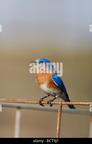 Östlichen Bluebird Sialia Sialis Sinton Fronleichnam Coastal Bend, Texas USA Stockfoto