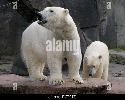 Zwei Eisbären im Zoo von Kopenhagen. Stockfoto