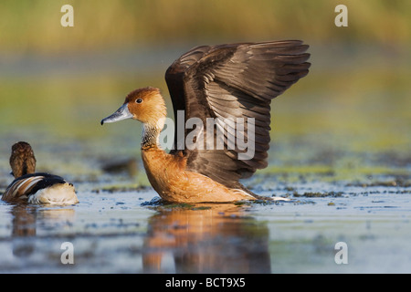 Fulvous Pfeifen-Ente Dendrocygna bicolor Erwachsenen Verbreitung Flügel Sinton Fronleichnam Coastal Bend, Texas USA Stockfoto