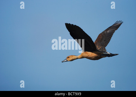 Fulvous Pfeifen-Ente Dendrocygna bicolor Erwachsenen während des Fluges Sinton Fronleichnam Coastal Bend, Texas USA Stockfoto