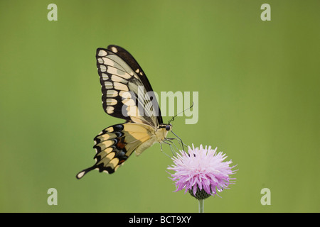 Riesige Schwalbenschwanz Papilio Cresphontes Erwachsene ernähren sich von Texas Distel Sinton Fronleichnam Coastal Bend, Texas USA Stockfoto