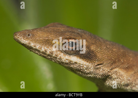 Grüne Anole Anolis Carolinensis Kopf Sinton Fronleichnam Coastal Bend, Texas USA Stockfoto