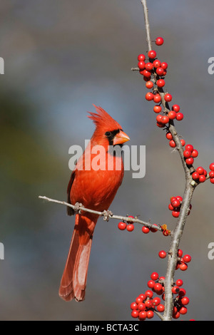 Nördlichen Kardinal Cardinalis Cardinalis männlich Essen Possum Haw Stechpalme Ilex Decidua Beeren Bandera Hill Country, Texas USA Stockfoto