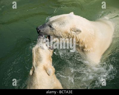 Zwei verspielte Eisbären vergleichen Zähne im Zoo von Kopenhagen. Stockfoto