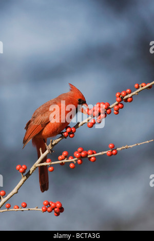 Nördlichen Kardinal Cardinalis Cardinalis männlich Essen Possum Haw Stechpalme Ilex Decidua Beeren Bandera Hill Country, Texas USA Stockfoto