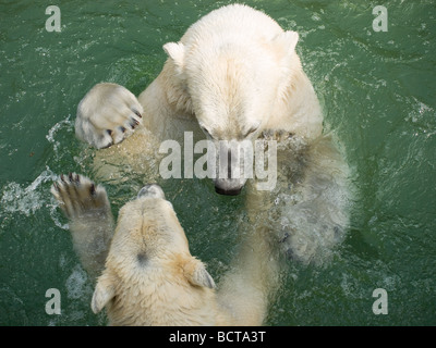 Zwei Eisbären tanzen und Ringen im Wasser. Stockfoto