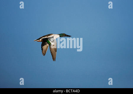 Nördlichen Löffelente Anas Clypeata Männchen im Flug Bosque del Apache National Wildlife Refuge New Mexico USA Stockfoto