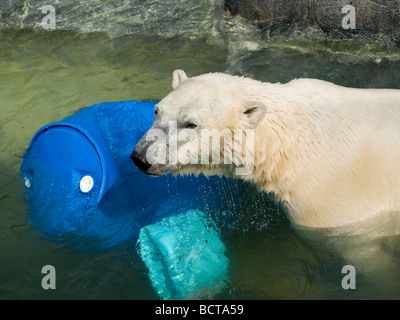 Ein glücklich Eisbär spielt im Zoo von Kopenhagen. Stockfoto