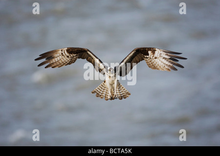 Fischadler Pandion Haliaetus Erwachsenen im Yellowstone-Nationalpark Yellowstone River Wyoming USA Flug Stockfoto