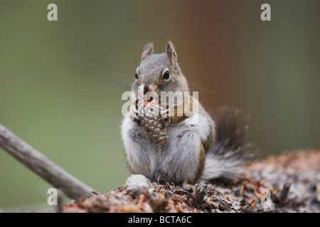 Kiefer Eichhörnchen Tamiasciurus Hudsonicus Erwachsenen Essen Kiefer Kegel Rocky Mountain National Park Colorado USA Stockfoto