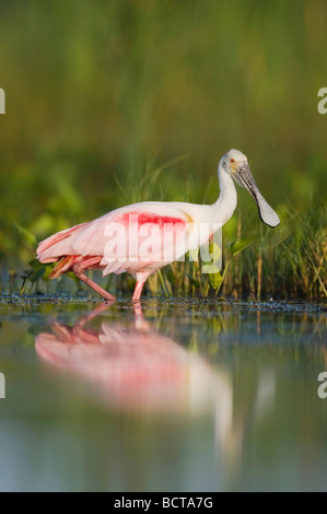 Rosige Löffler Ajaia Ajaja Erwachsenen Sinton Fronleichnam Coastal Bend Texas, USA Stockfoto