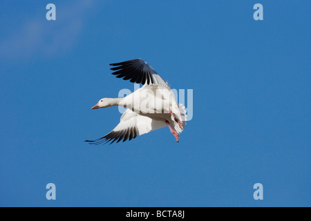 Snow Goose Chen Caerulescens Erwachsenen Landung Bosque del Apache National Wildlife Refuge New Mexico USA Stockfoto