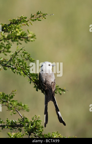 Schere tailed Flycatcher Tyrannus Forficatus Sinton Fronleichnam Coastal Bend, Texas USA Stockfoto