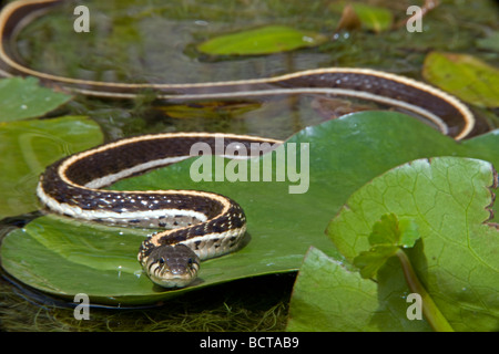Schwarzhals-Strumpfband-Schlange (Thamnophis Cyrtopsis) Az - USA - semi-aquatisch-im Teich mit Seerosen Stockfoto