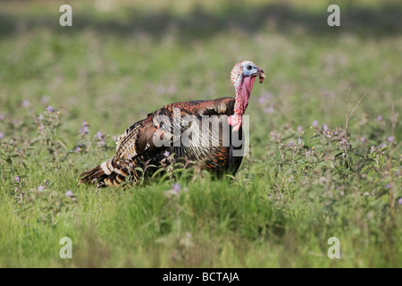 Wildtruthahn Meleagris Gallopavo Sinton Fronleichnam Coastal Bend, Texas USA Stockfoto