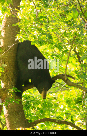 Schwarzer Bär in Kirschbaum Elkwallow Picknick Boden Shenandoah National park virginia Stockfoto