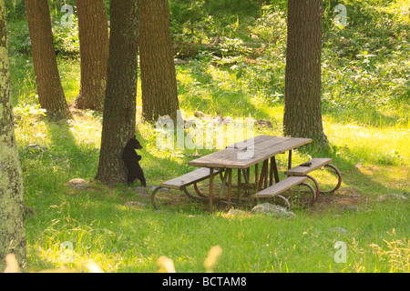 Black Bear Cub reiben auf Baum in Virginia Elkwallow Picknick im Shenandoah-Nationalpark Stockfoto