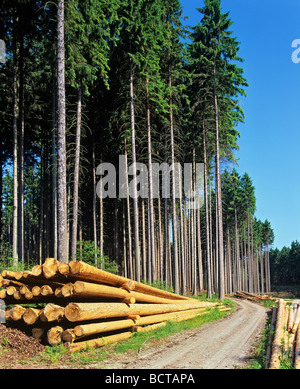 Senkung der Fichte (Picea), Fichtenwald, Weg, Wald, Deutschland, Europa Stockfoto