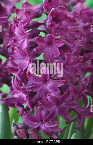 Hyacinthus Orientalis "Woodstock" (Hyazinthe) Stockfoto