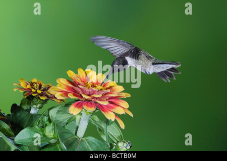 Schwarzer-chinned Kolibri Archilochos Alexander Sinton Fronleichnam Coastal Bend, Texas USA Stockfoto