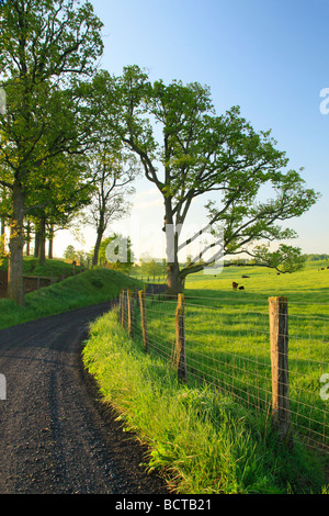 Weidevieh auf Landstraße in Swoope Shenandoah Valley Virginia Stockfoto