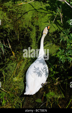 Mute Swan River Unkraut, ihr Nest Fluss Nene Thruxton Northamptonshire England UK remake bewegen Stockfoto