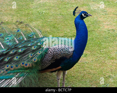 Männlicher Pfau auf Brownsea Island, Dorset, UK. Stockfoto