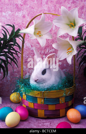 Osterhase im Korb Stockfoto