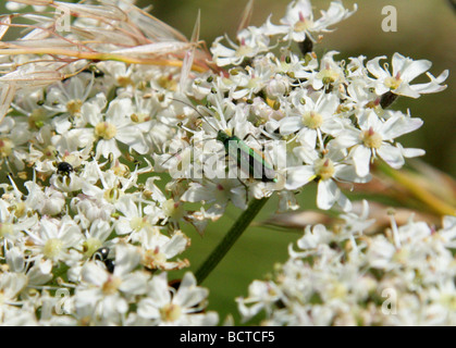 Falsche Blister Beetle, Oedemera Virescens, Oedemeridae Stockfoto