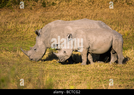 Eine Mutter und Baby Breitmaulnashorn zu Fuß, wie auf einer Safari in Südafrika gesehen. Stockfoto