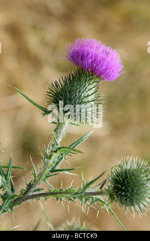 Distel, Cirsium Vulgare, Asteraceae Speer Stockfoto