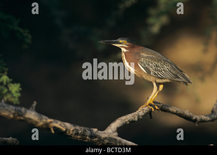 Grün Reiher Butorides Virescens Erwachsenen auf Mesquite Zweig Starr County Rio Grande Valley Texas USA Mai 2002 Stockfoto