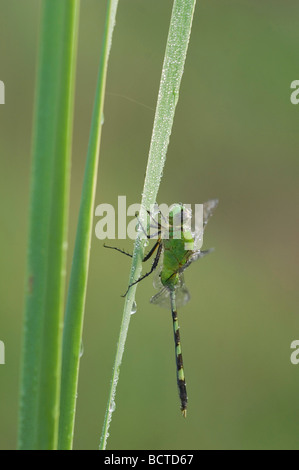 Große Pondhawk Erythemis Vesiculosa Erwachsenen ruht auf Rohrkolben bedeckt in Dew Willacy County Rio Grande Valley, Texas USA Stockfoto