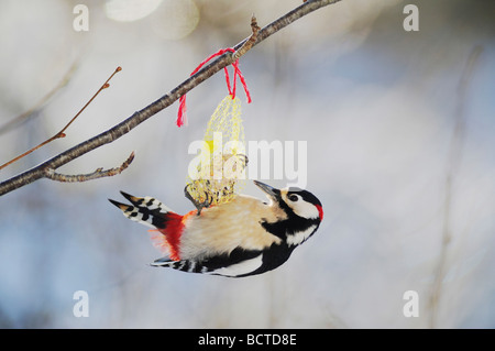 Großen beschmutzt Specht Dendrocopos großen männlichen Cover auf Fett Feeder Zug Schweiz Dezember 2007 Stockfoto