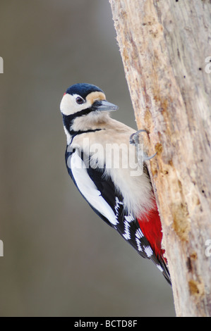 Great Spotted Woodpecker Dendrocopos major männlichen thront Zug Schweiz Dezember 2007 Stockfoto