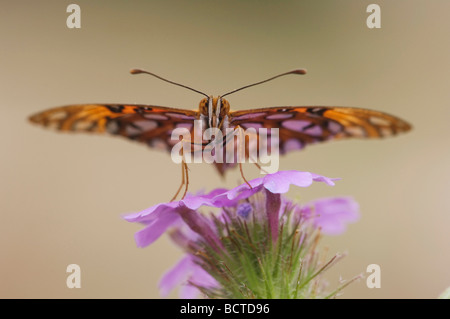 Golf Frittilary Agraulis Vanillae Erwachsene auf Prairie Eisenkraut Verbena Bipinnatifida Uvalde County Hill Country, Texas USA Stockfoto