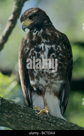 Harris s Hawk Parabuteo Unicinctus unreifen Santa Ana National Wildlife Refuge Texas USA Dezember 2003 Stockfoto