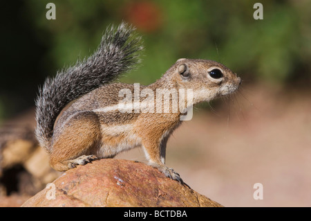 Harris s Antilope Eichhörnchen Ammospermophilus Harrisii Erwachsene auf AST Tucson Arizona USA September 2006 Stockfoto