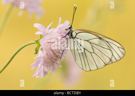 Schwarz-veined weiß (Aporia Crataegi) auf Blume des Feldes Witwenblume (Knautia Arvensis), Thenauriegel Naturschutzgebiet, Burgenland, A Stockfoto