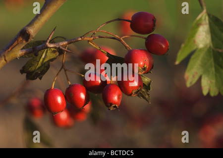 Europäische Weißdorn Crataegus Monogyna Obststand Unterlunkhofen Schweiz August 2006 Stockfoto