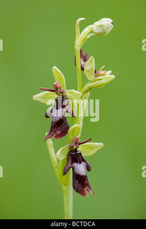 Fliege Orchidee (Ophrys Insectifera), Biosphärenpark Wienerwald, Niederösterreich, Österreich Stockfoto
