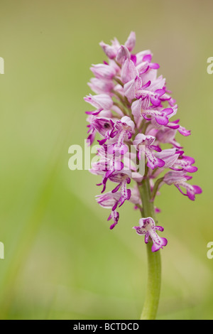 Militärische Orchidee (Orchis Militaris), Eichkogel-Naturschutzgebiet in der Nähe von Mödling, Niederösterreich, Österreich Stockfoto