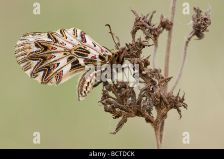 Südlichen Schwalbenschwanz (Zerynthia Polyxena), Lobau, Wien, Österreich, Europa Stockfoto