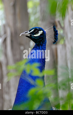 Indischen Pfauen (Pavo Cristatus), Pfau Stockfoto