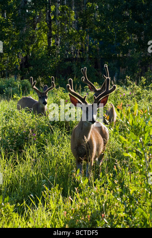 Drei Whitetail Deer Dollar in einer grünen, Sommerwiese. Stockfoto