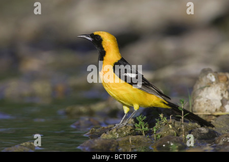 Mit Kapuze Oriole Ikterus Cucullatus männlichen Willacy County Rio Grande Valley Texas USA Juni 2006 Stockfoto