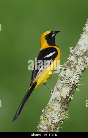 Mit Kapuze Oriole Ikterus Cucullatus männlichen Willacy County Rio Grande Valley Texas USA Juni 2006 Stockfoto