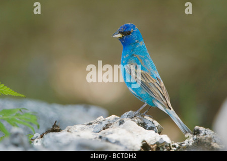 Indigo Bunting Passerina Cyanea männlichen Uvalde County Texas Hill Country USA April 2006 Stockfoto