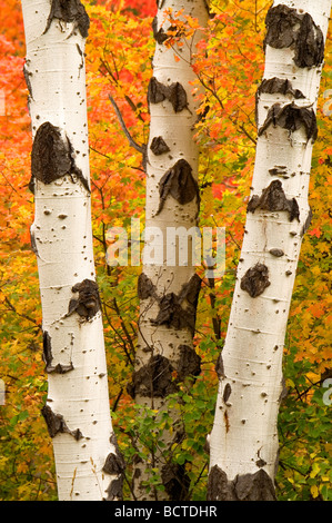 Stand der weißen Rinde Bäume im Herbst mit gelb rot Orange Blätter Cottonwood Aspen Baum Stockfoto