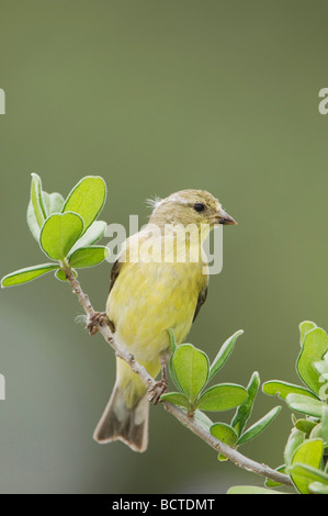 Geringerem Stieglitz Zuchtjahr Psaltria weibliche thront Uvalde County Hill Country, Texas USA April 2006 Stockfoto